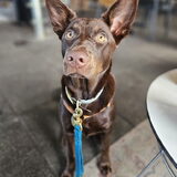 Foto van Bush dog