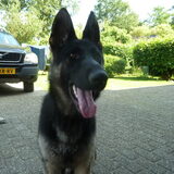 Nieuwe aanwinst d-herder Sjors..4e eigenaar in 1 jaar tijd (!!) en een…