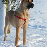 Kira, is het een hond of een rendier? december 2009