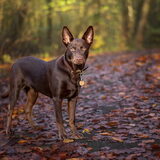 Foto van Bush dog