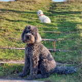 Foto van sylvia