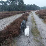 Foto van sylvia