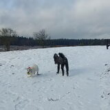 Foto van sylvia
