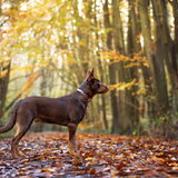 Foto van Bush dog