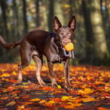 Foto van Bush dog