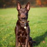 Foto van Bush dog