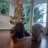 Foto van sylvia