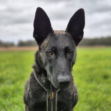 Foto van Dutchshepherdteam