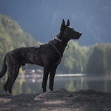 Foto van Dutchshepherdteam