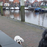 Foto van sylvia