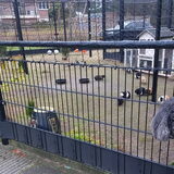 Foto van sylvia