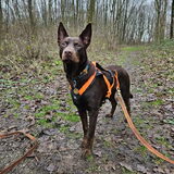 Foto van Bush dog