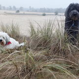 Foto van sylvia