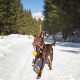 Foto van Bush dog