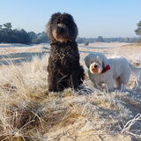 Foto van sylvia