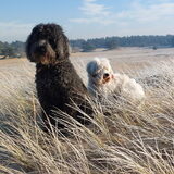 Foto van sylvia