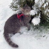 Nemo in de sneeuw.
