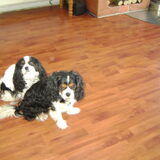 assy en cissy