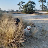 Foto van sylvia