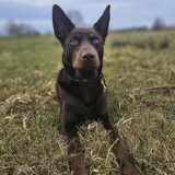 Foto van Bush dog
