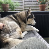 Foto van Lavina