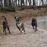 Boxerwandeling Galderse Meren Samen met mijn vriendjes Siron en Mylo