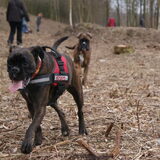 Boxerwandeling Galderse Meren Ikke samen met Bram