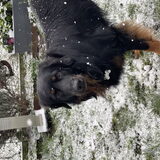 Foto van Hovawart fan