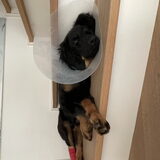 Foto van Hovawart fan