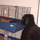 Hé cavia'tjes ben er weer hoor.Zal ik jullie weer effe lekker…