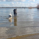 Foto van sylvia
