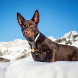 Foto van Bush dog