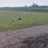 Foto van sylvia