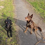 Foto van Bush dog