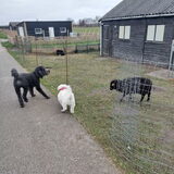 Foto van sylvia