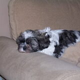 luca onze shih tzu 8 weken oud
