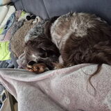 Foto van chay & dolci