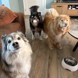 Foto van Marijke - Aila, Dinja & Evi