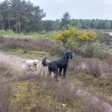 Foto van sylvia