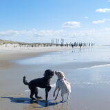 Foto van sylvia