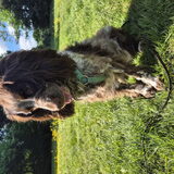 Foto van chay & dolci