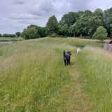 Foto van sylvia