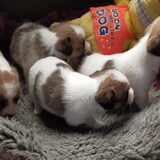 Foto van Heleen