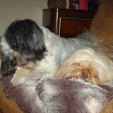 Foto van liesbeth,Turbo,Luna, Levi en Faith