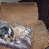 Foto van liesbeth,Turbo,Luna, Levi en Faith