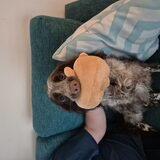 Foto van chay & dolci