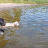 Foto van sylvia