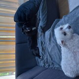 Foto van Lucia, Lizzy & Ziva