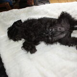 Nog een weekje en Amber geeft ons weer puppy's