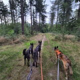 Foto van Dutchshepherdteam